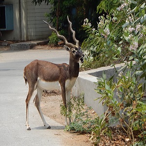 Assessing The Distribution And Abundance Of The Blackbuck, Chital And Bonnet Macaque On The IIT Madras Campus
